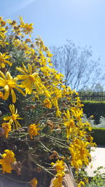 Close-up of yellow flowers blooming against clear sky