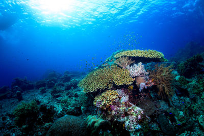 Fish swimming in sea