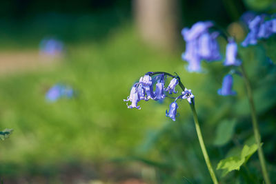 Close-up of purple flowering plant