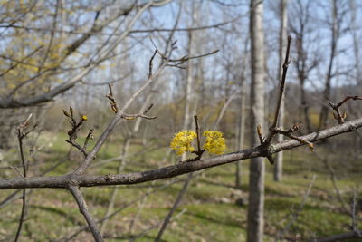 Close-up of yellow flowering plant