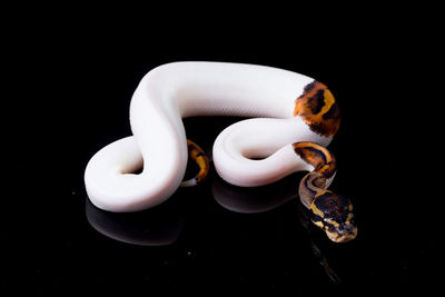 Close up of cup over black background