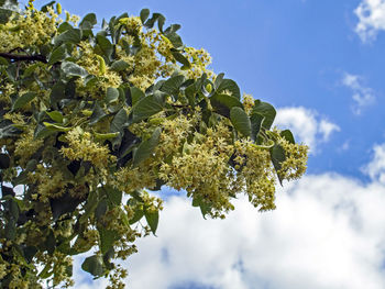 Branch of a flowering linden tree with the latin name tilia, against a blue sky with white clouds