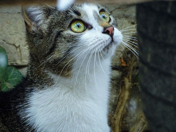 Close-up portrait of cat