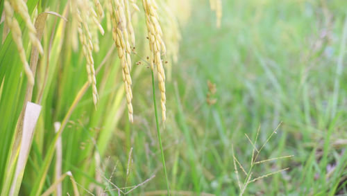 Close-up of crops growing on field