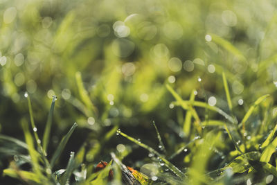 Close-up of wet plants during rainy season