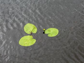 High angle view of leaf floating on water