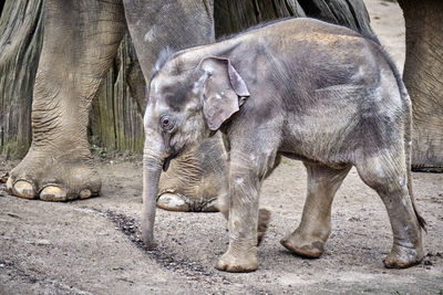 Elephant standing in zoo