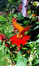 Close-up of orange flowers blooming outdoors