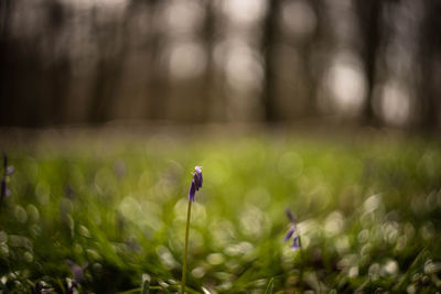 Close-up of purple flower on field