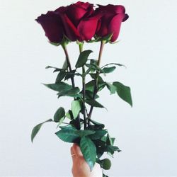 Close-up of hand holding plant against white background