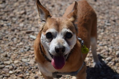 Close-up portrait of dog