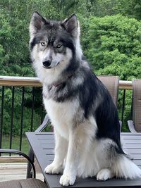 Portrait of dog sitting on railing