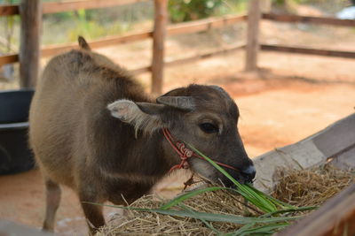 Close-up of a horse in pen