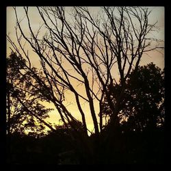 Low angle view of bare tree against sky