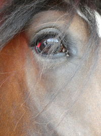 Close-up portrait of woman eye