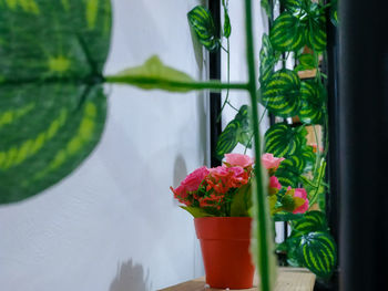Close-up of potted plant on glass window