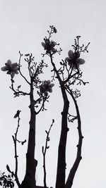 Low angle view of flower tree against sky