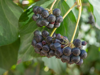 Close-up of grapes growing in vineyard