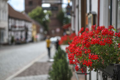 Red flowers in backyard
