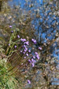 Close-up of purple flowering plant