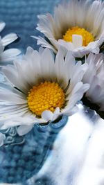 Close-up of white daisy