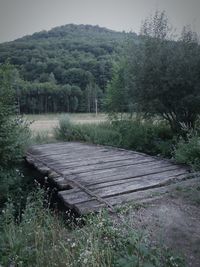 Scenic view of forest