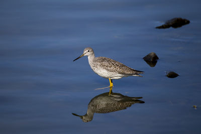 High angle view of seagull swimming in lake