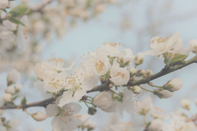 Close-up of white flowers