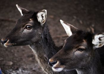 Close-up of two deers