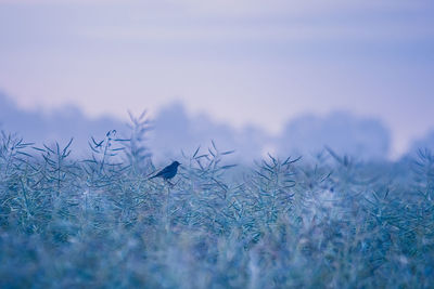 A beautiful spring scenery with a local wild bird.