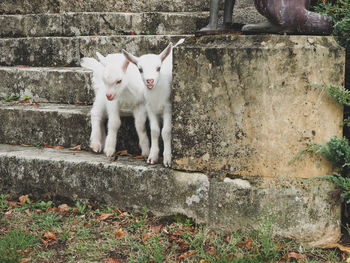 View of a cat against wall