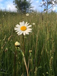 Close-up of flowers blooming on field