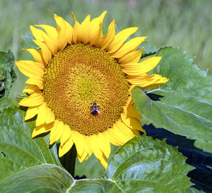 Close-up of sunflower