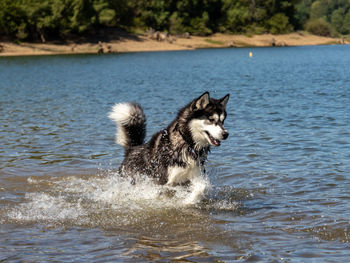 Side view of a dog in water
