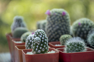 A beautifully arranged cactus garden that can be used as an advertising background.