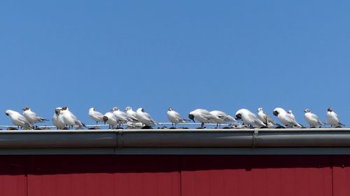 Low angle view of seagulls perching on railing against sky