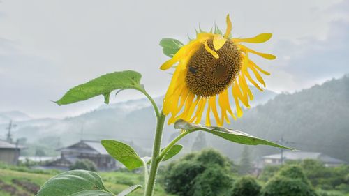 Close-up of sunflower blooming against sky