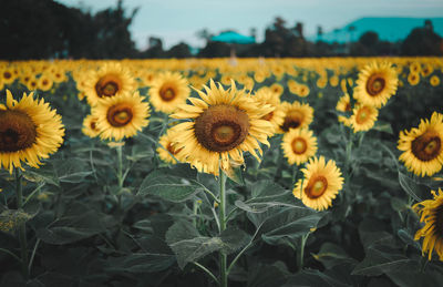 Close-up of sunflowers on land