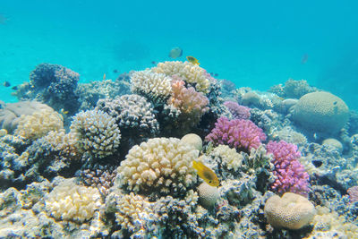 View of fish swimming in sea