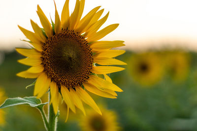 Close-up of sunflower