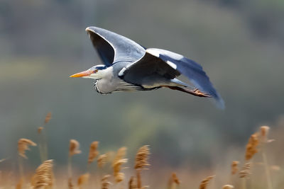 Heron in flight