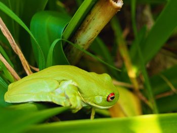 Close-up of frog