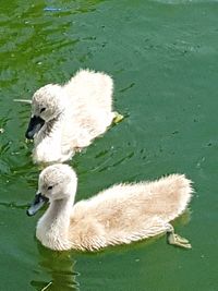 Swan swimming in lake