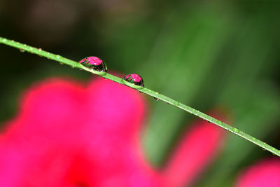 Close-up of dew drops on red plant