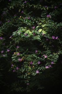Close-up of pink flowering plants