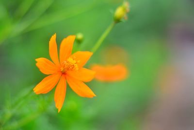 Close-up of orange flower blooming outdoors