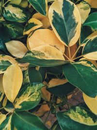 Close-up of green leaves on plant