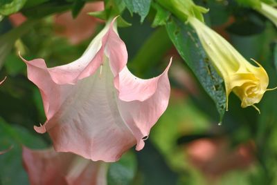 Close-up of flowers blooming outdoors