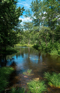 Scenic view of lake in forest against sky