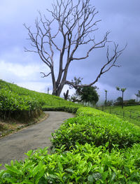 Road by trees on field against sky